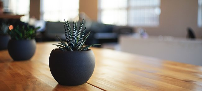 Frequently Asked Questions. tablesucculent1